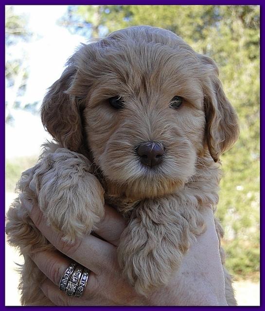 Dancer Ripley puppies 6 weeks old 049