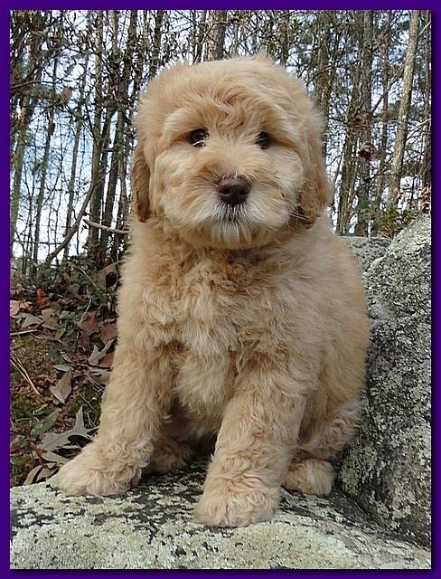 Dancer Ripley puppies 8 weeks old gr and purp 006