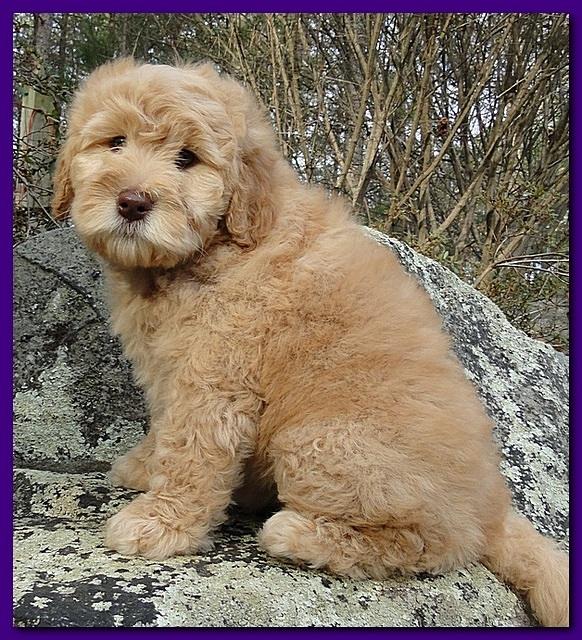 Dancer Ripley puppies 8 weeks old gr and purp 007