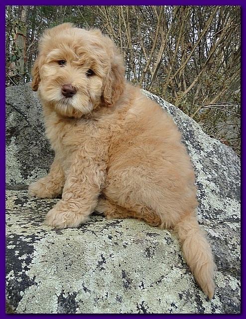 Dancer Ripley puppies 8 weeks old gr and purp 008