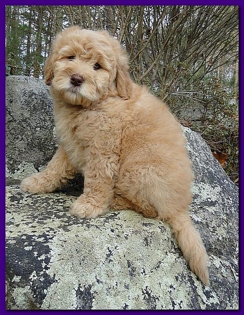 Dancer Ripley puppies 8 weeks old gr and purp 009