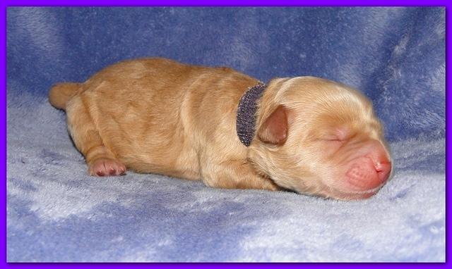 Dancer Ripley pups 4 days old 032