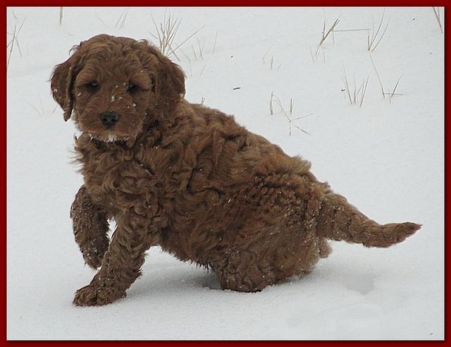 Dancer Bailey puppies 7 weeks snow 001