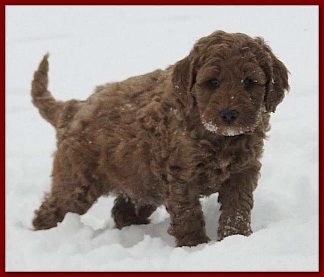 Dancer Bailey puppies 7 weeks snow 003