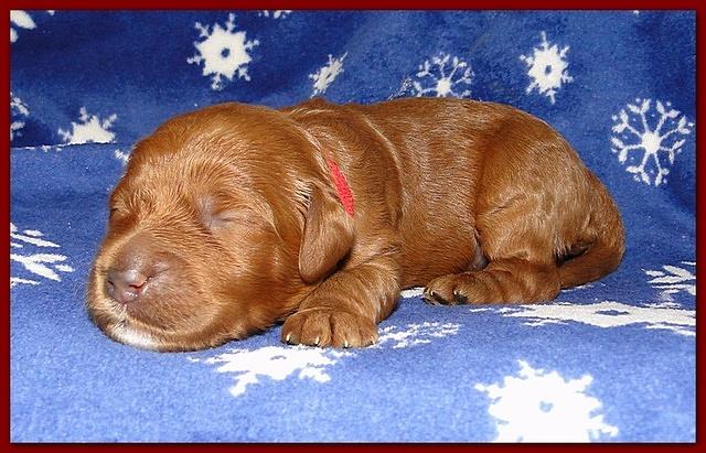 Dancer Ripley puppies 1 week old 009