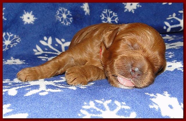 Dancer Ripley puppies 1 week old 011