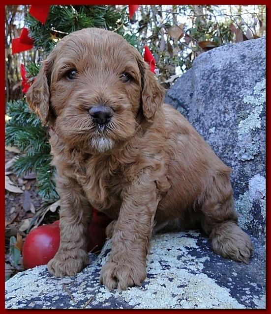 Dancer Ripley puppies 4 weeks old 018