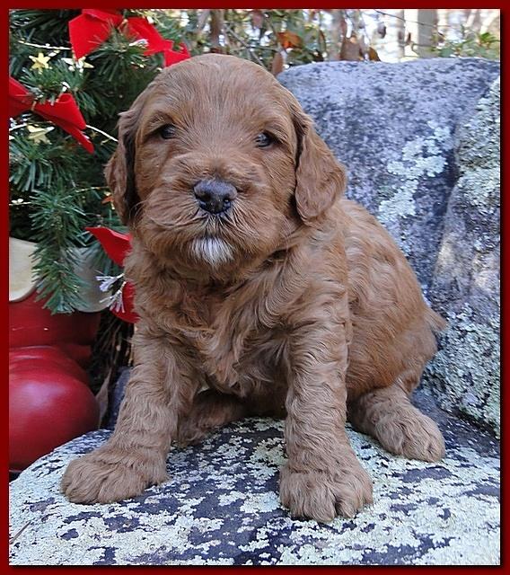 Dancer Ripley puppies 4 weeks old 078
