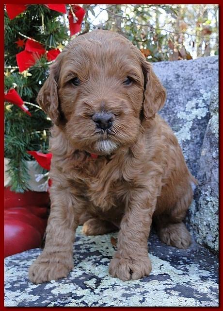Dancer Ripley puppies 4 weeks old 082