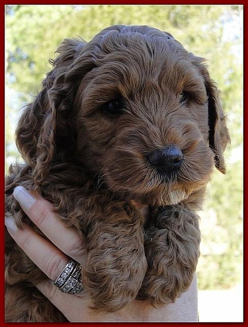 Dancer Ripley puppies 6 weeks old 051