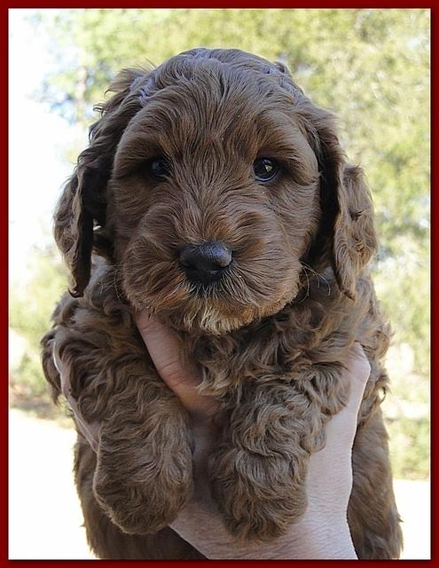 Dancer Ripley puppies 6 weeks old 054