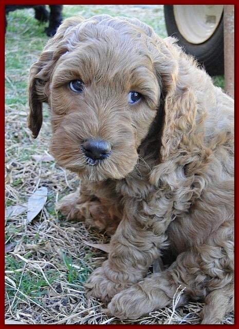 Dancer Ripley puppies 6 weeks old 057