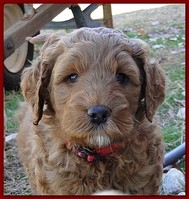 Dancer Ripley puppies 6 weeks old 066