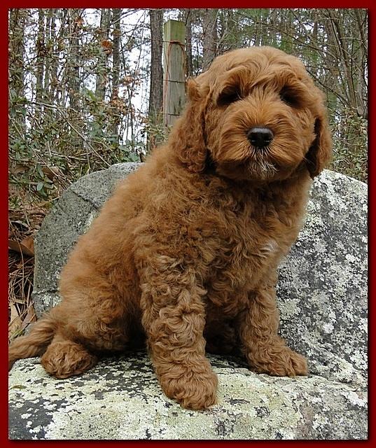 Dancer Ripley puppies 8 weeks old red and blue 003