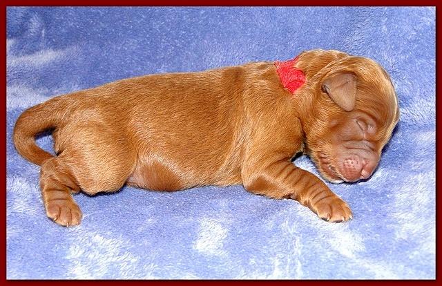 Dancer Ripley pups 4 days old 008