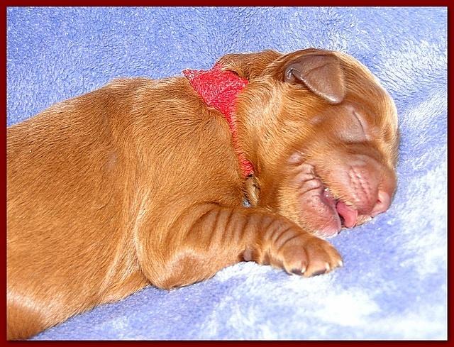 Dancer Ripley pups 4 days old 010