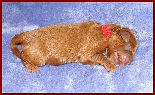 Dancer Ripley pups 4 days old 011