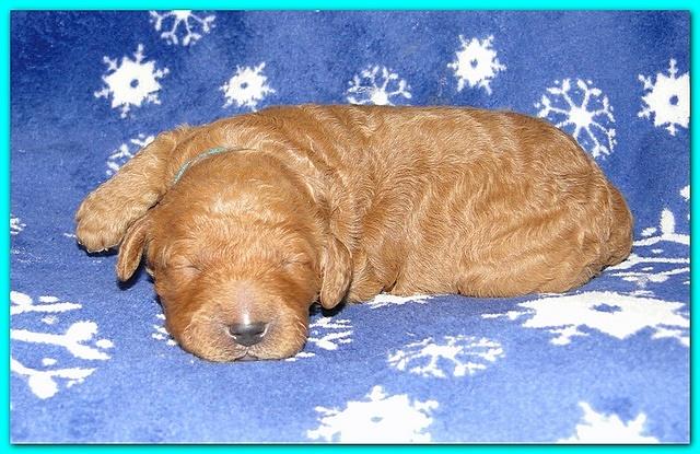 Dancer Ripley puppies 1 week old 036
