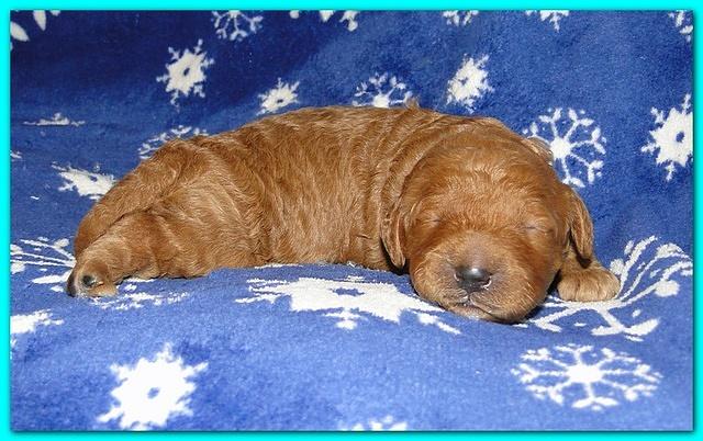 Dancer Ripley puppies 1 week old 038