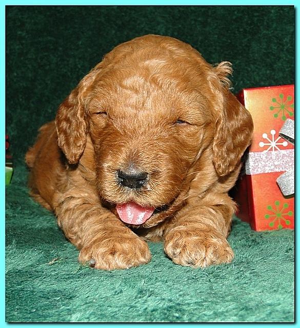 Dancer Ripley puppies 3 weeks old 113