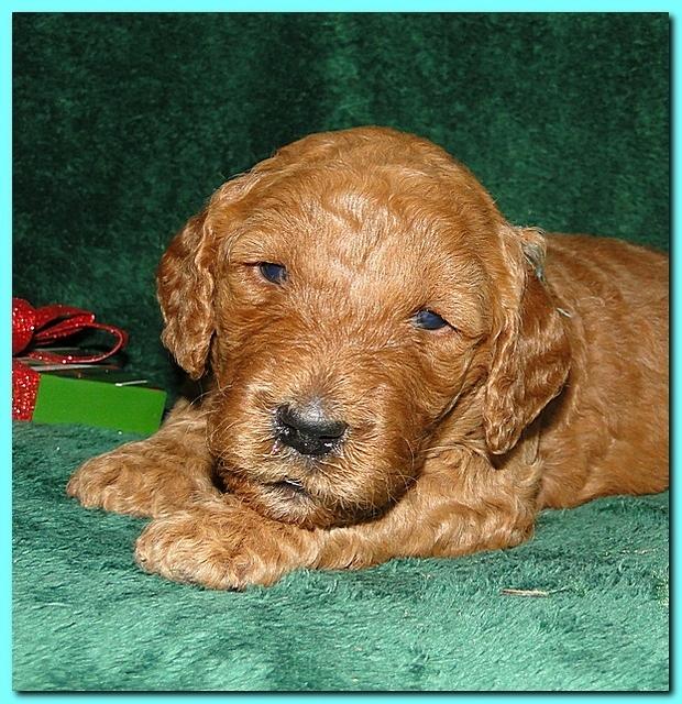 Dancer Ripley puppies 3 weeks old 115
