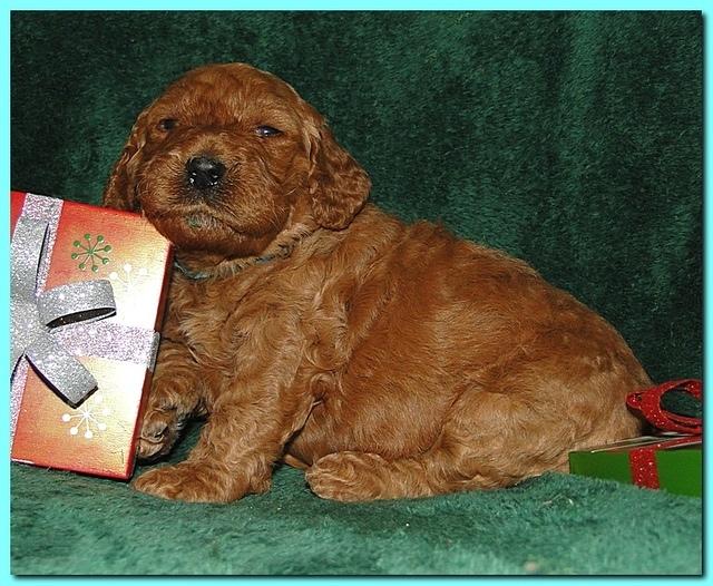 Dancer Ripley puppies 3 weeks old 122