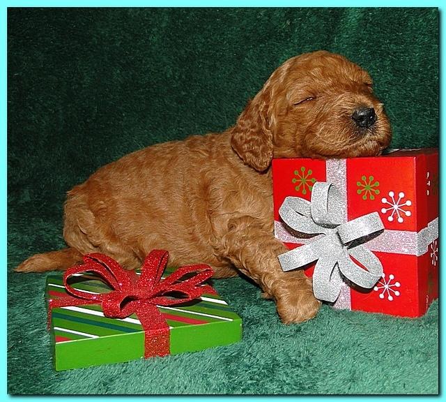 Dancer Ripley puppies 3 weeks old 127