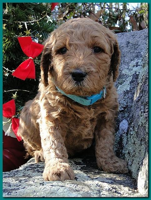 Dancer Ripley puppies 4 weeks old 066