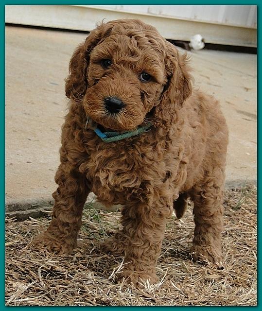Dancer Ripley puppies 6 weeks old 021