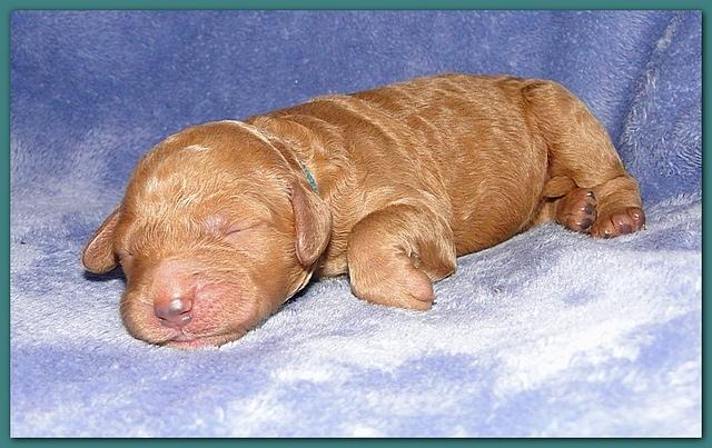 Dancer Ripley pups 4 days old 036