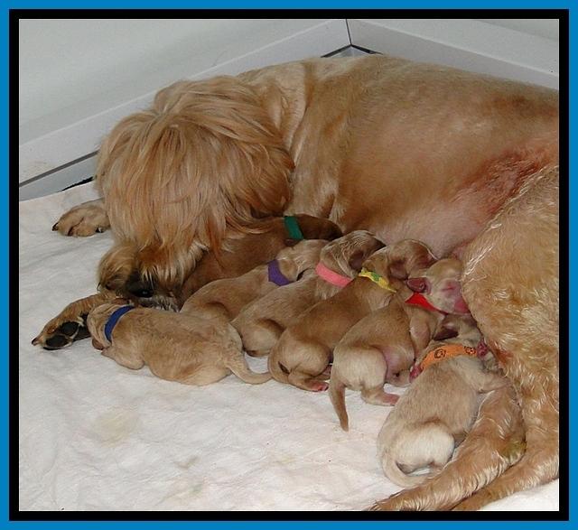 DT pups 1 day old with mom