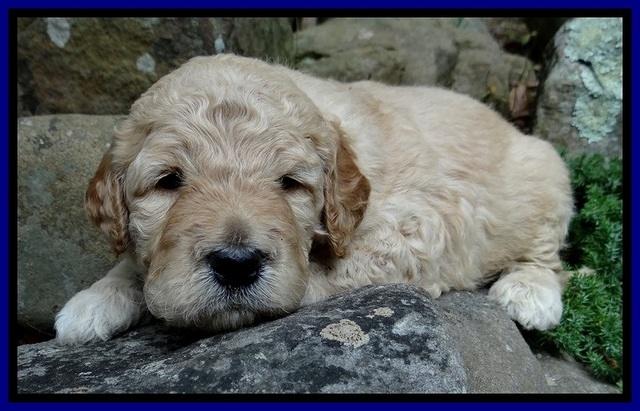 DT pups 3 wks old 2