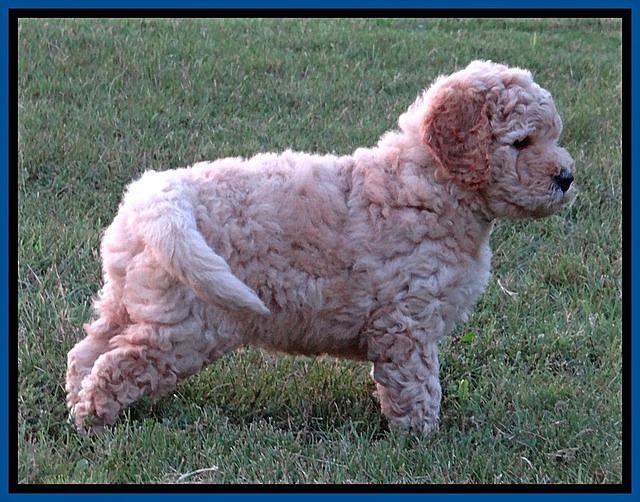 DT pups 6 wks old 2