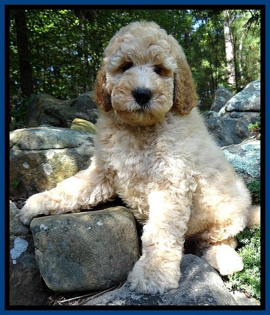 DT pups 8 wks old 8