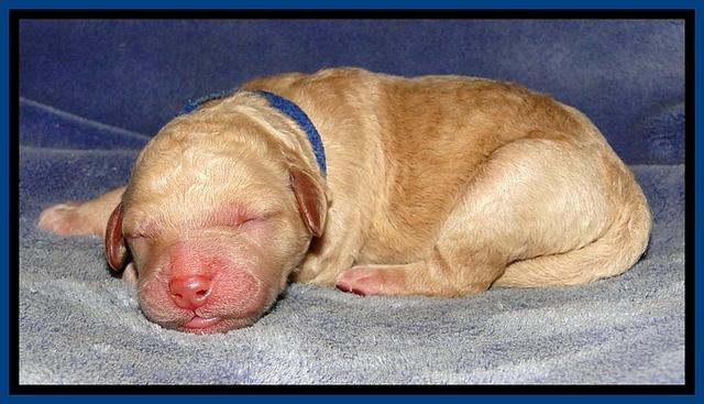 DT pups one day old 1