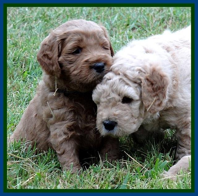 DT pups 4.5 wks old 10