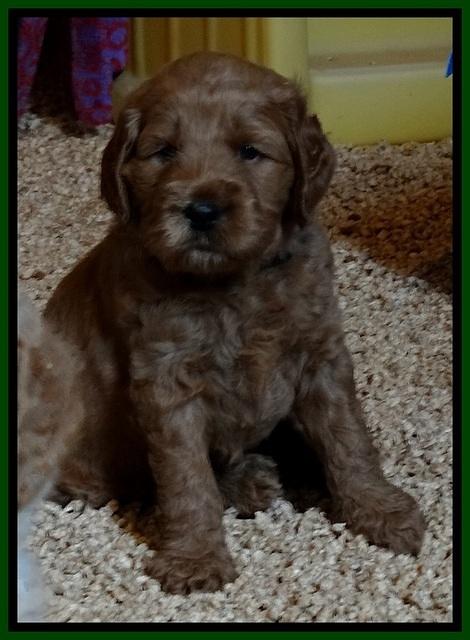 DT pups 4.5 wks old 11