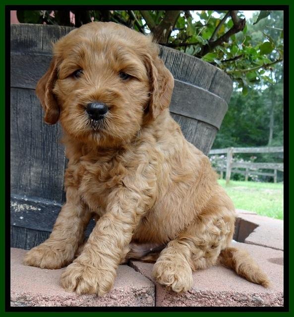 DT pups 5 wks old 35