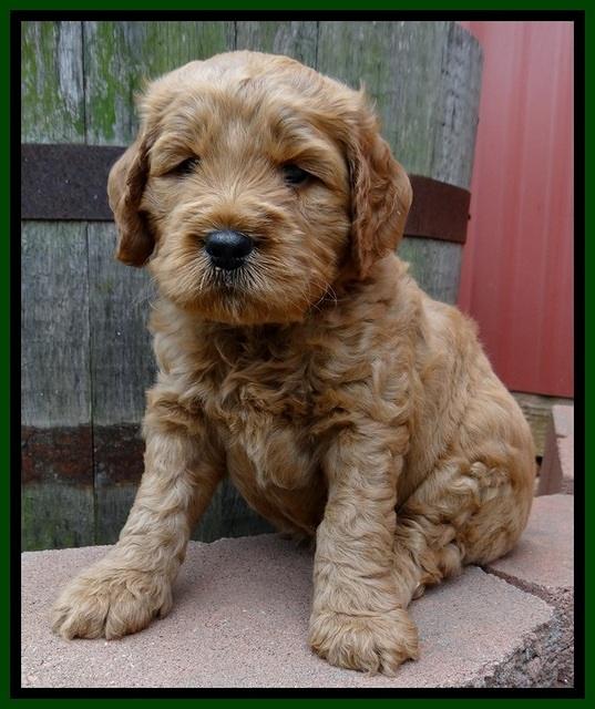 DT pups 5 wks old 36