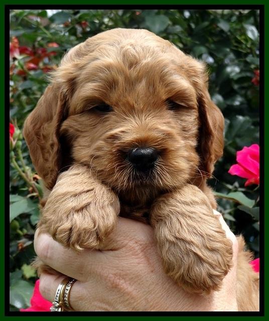 DT pups 5 wks old 84
