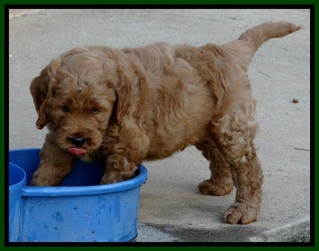 DT pups 6 wks old 27