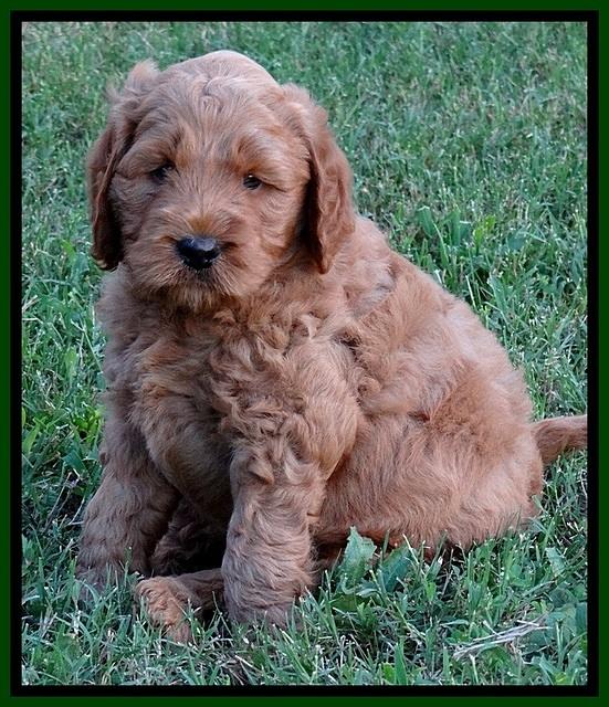DT pups 6 wks old 8