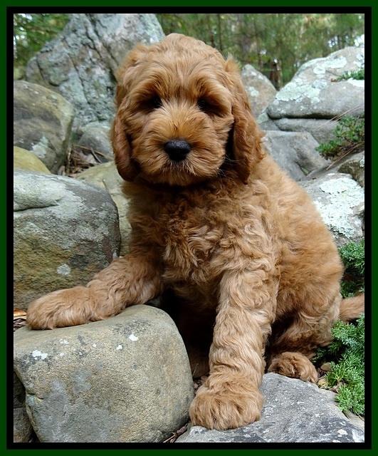 DT pups 8 wks old 375