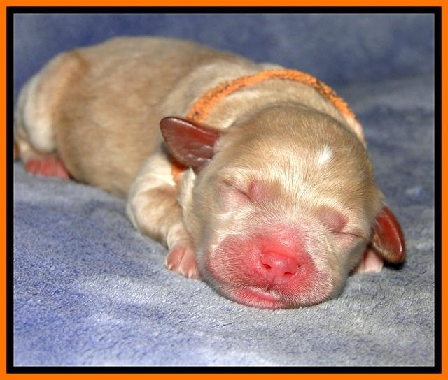 DT pups 1 day old 13