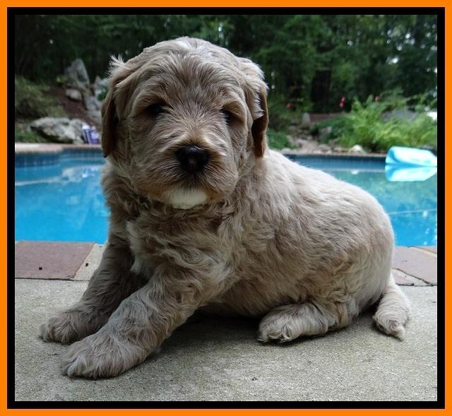 DT pups 4 wks old 13