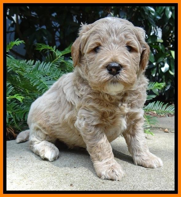 DT pups 4 wks old 15