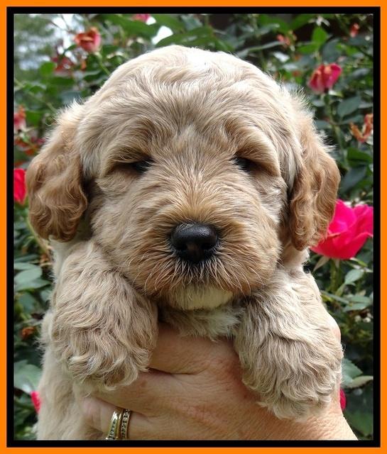 DT pups 5 wks old 81