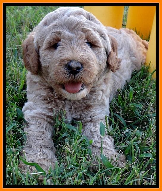 DT pups 6 wks old 12