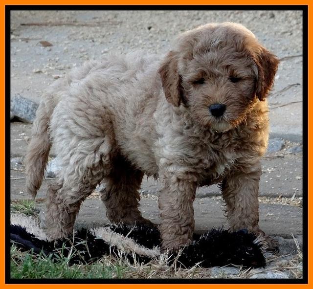 DT pups 7 wks old 15