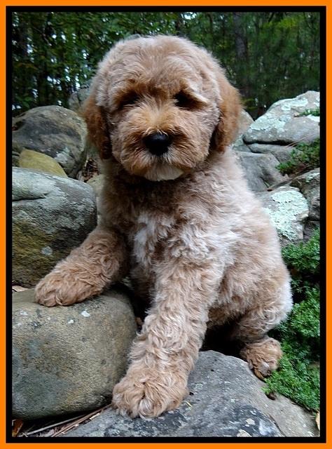 DT pups 8 wks old 250 (2)
